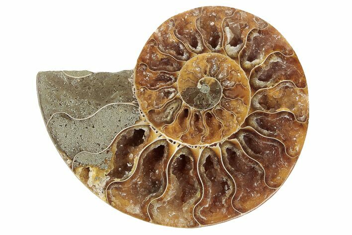 Cut & Polished Ammonite Fossil (Half) - Crystal Filled Chambers #191651